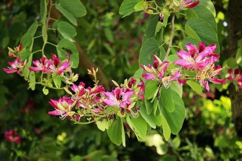  『观赏树木』红花羊蹄甲是美丽的观赏树木，花大，紫红色，花香