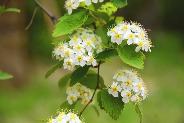 麻叶绣线:春花含情付春光,蔷薇园里漫芬芳