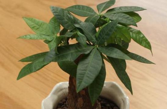  【建议】客厅盆栽绿植选这3种做盆景，四季常绿，好看又好养，建议收藏