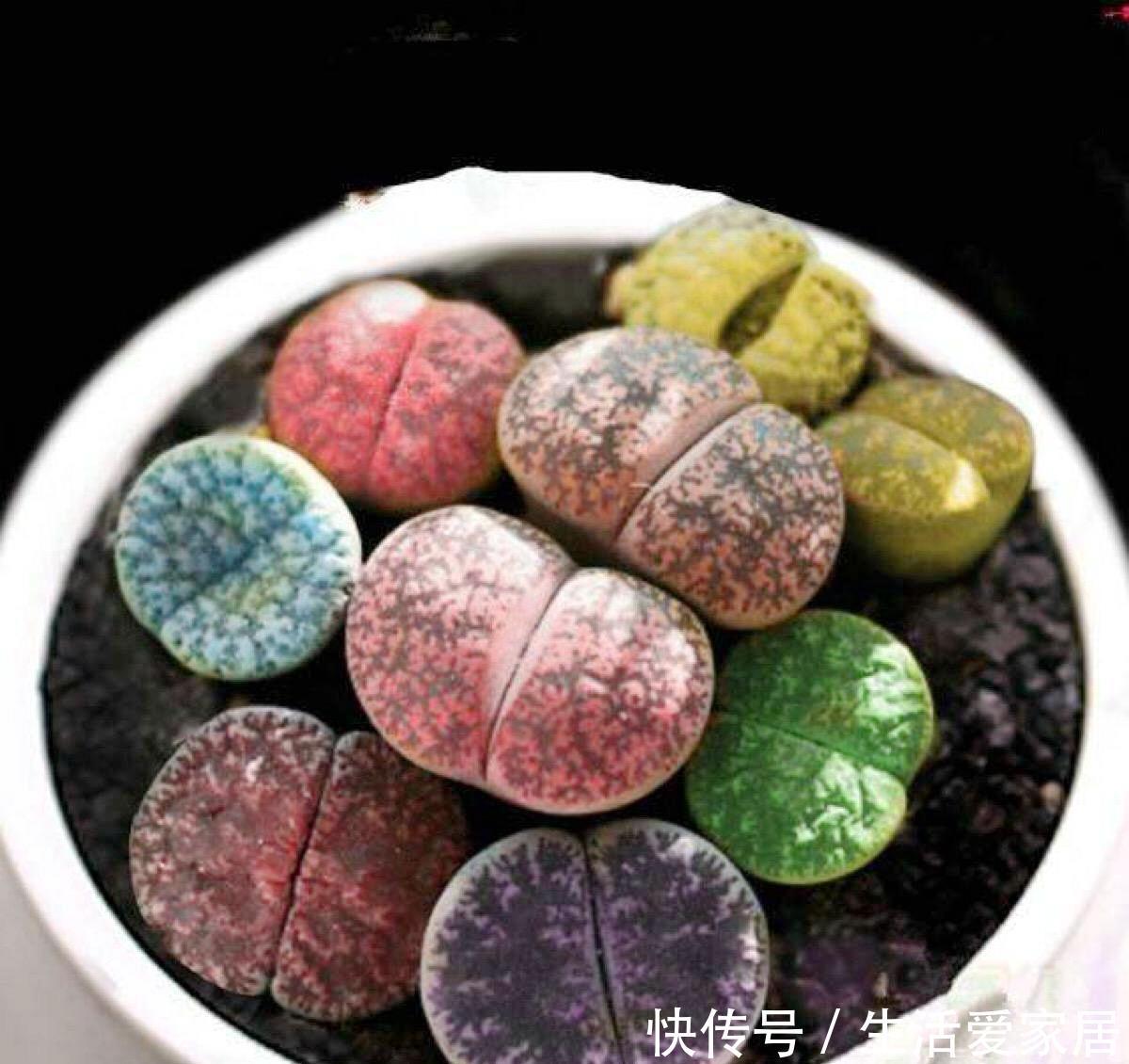  【观赏价值】花卉种植技术：小巧可爱的多肉石生花种类繁多，石生花品种介绍！