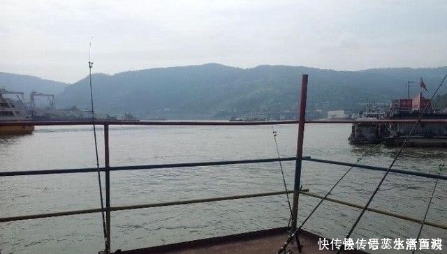 扁头:江里钓了条“黄颡鱼”,有人却说它是“石扁头”,你见过这种鱼吗