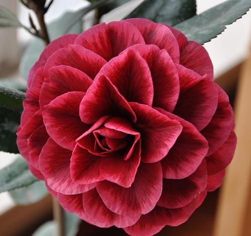  #花型#春季养花首选，花型较大，花色神秘，一开就是几十朵，花期近半年