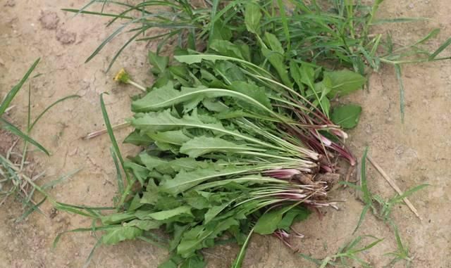  【村民】春季农村的5种野菜，村民不稀罕，城里人当“宝贝”，纷