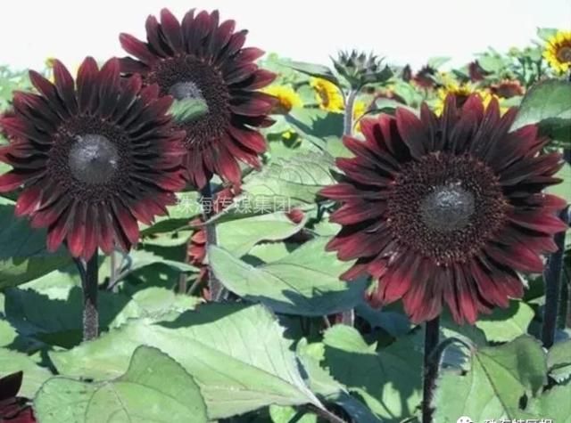  公园的向：超罕见白色、黑色向日葵！8千㎡花海！就藏在珠海市区！