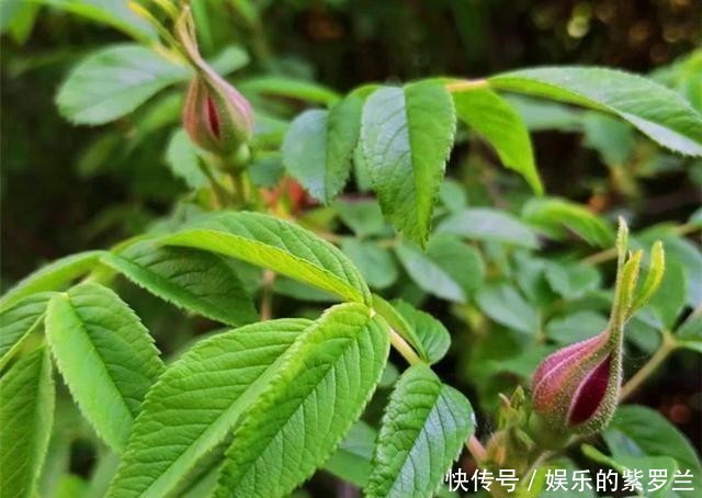  夏季|3种夏季观花植物，看花食用两不误，特别适合阳台养护