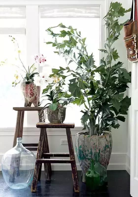  【自带】自带镇宅安家的30种大植物，满满都是安全感