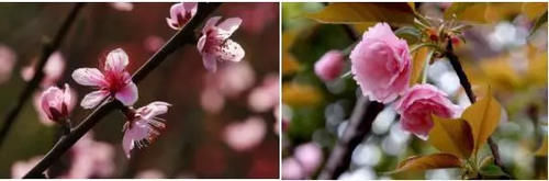  【园林景观】赏花不知花叫啥？一份春季花朵辨认指南请查