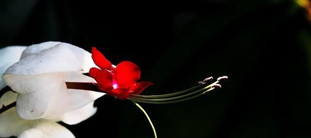 「龙吐珠」花卉龙吐珠推荐,开花量大,养护简单
