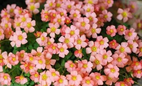 【花开】养花就养高颜值的,花色妖艳妖娆,花开妖嫩轻盈,如蕾丝花边太美