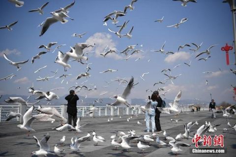  开放■昆明海埂大坝恢复开放 吸引市民喂鸥观景