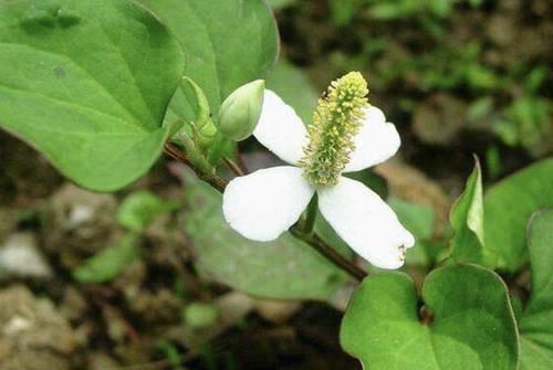 『拔掉』河边的1种“植物”，被称为“鱼腥草”，请勿拔掉，价值高、珍贵