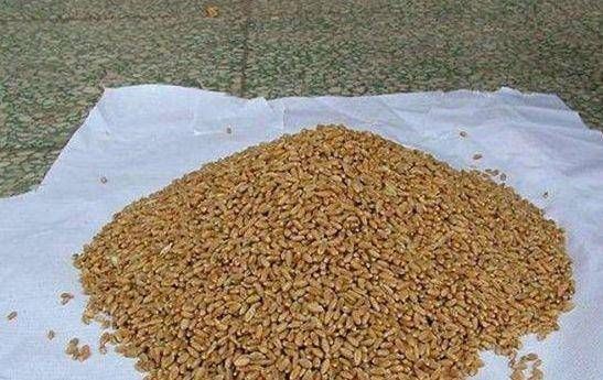  钓完■天气热，用这2种天然饵“对付”大鲫鱼，没料到钓完还想钓！
