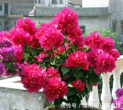  『三角梅』此款开花植物，插个枝条就能活，花期长达200天，很适合小白养！