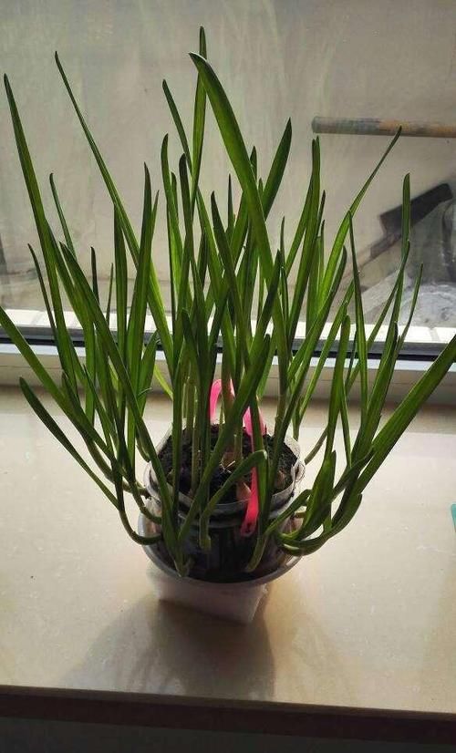  『花盆』几颗大蒜扔进花盆，做成创意十足，好吃美味的蒜苗盆栽