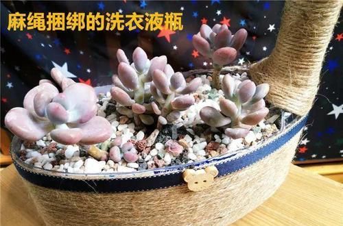  【图片作者】自从开始养花，看到垃圾堆都忍不住瞄两眼，捡到就是赚到！