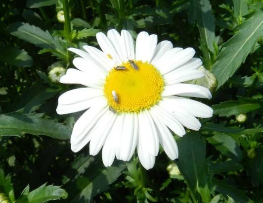  『烂漫』这些小菊花，放养在阳台，花姿卓越，开花爆成花海，烂漫迷人眼