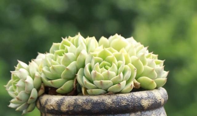 矮小|个子矮小的多肉很“脆弱”,这么养才能安全度夏,3个要点少不了