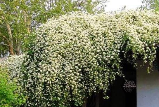「枝条」养木香花,牢记这“3步”,一根枝条上百花苞,花开成“瀑布”