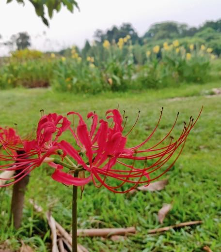  #仿若#这植物叫蟑螂花？其实人家本名叫这个，一绽开仿若盛大烟火！