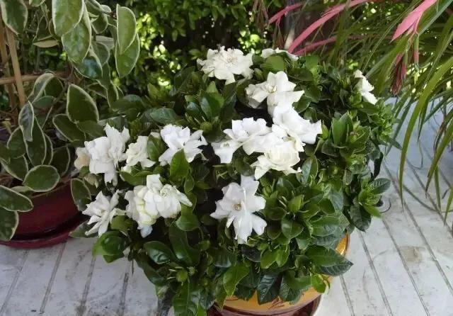 栀子花@栀子花黄叶?不用硫酸亚铁,一个小方法,7天就治好