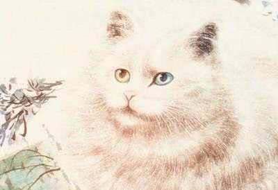 『猫肉』为什么人们都不吃猫肉?真的因为猫肉是酸的吗?其实不然