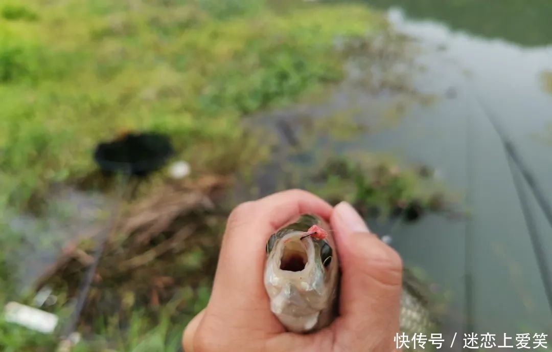 「新关东」野钓你最爱用哪种鱼钩?准备这3种钩型,足以应对80%的鱼情