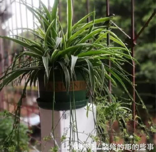 次水就行@阳台变花园,8种花现在养,半个月就爆满阳台,长的飞快花也多