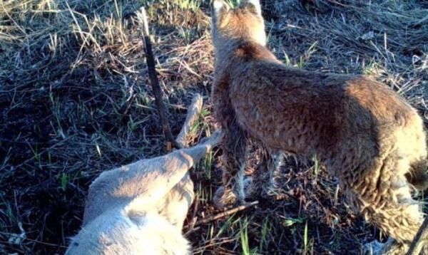 红外像机首次在“中国最北湿地”拍到猞猁狩猎狍子影像