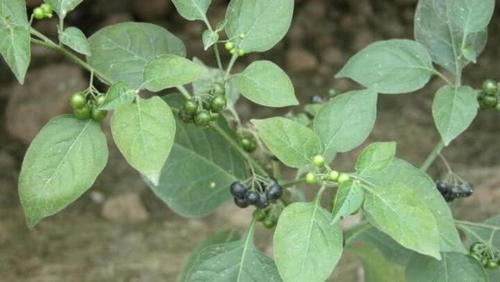 1种野草，结“小黑果”，农民直接拔，城里人在家种，有钱没处买