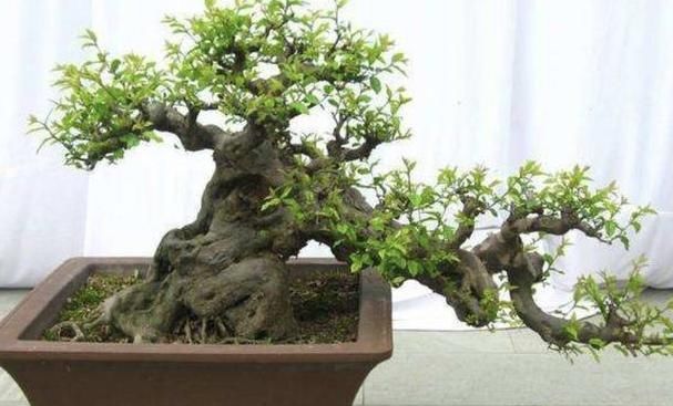  『花盆』通风不好的封闭阳台,少养3种花,再小心“伺候”,也难长好