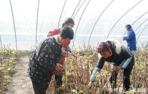 一个多月后,农村这种树要“遭殃”了,有的农民却靠它亩入万元！