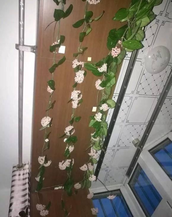  [半阴的环境是它最喜]这几种花不能多晒太阳，越晒越长不好，平时养护需注意