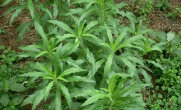  「消失」农村一种野草，曾在农村泛滥，如今却逐渐消失，成了稀