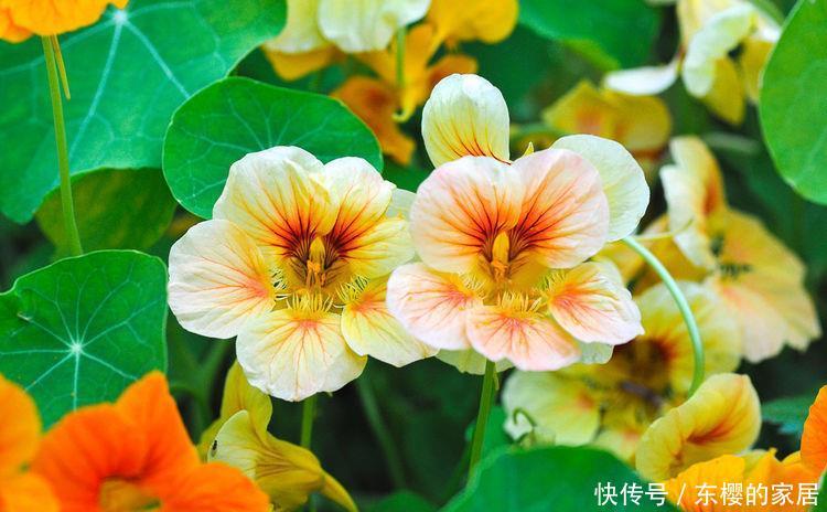  「插进」养花很难？可以尝试此5种，插进土里就能活，开花爆盆很简单