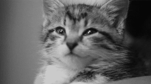 网传异烟肼只毒狗，对人无害，这是真的吗?一次讲明白