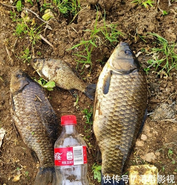  #轻松#荒野水塘斤鲫成灾，轻松钓一桶，就是鳞片发黑，水质不好？