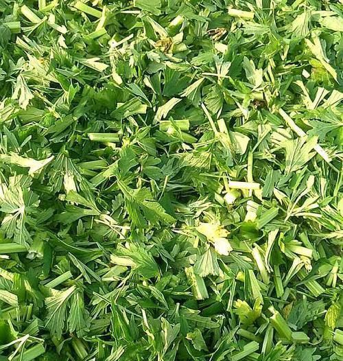  「植物」这植物被称为“妇女之友”，以前荒地上长满，可惜现在越来越少了