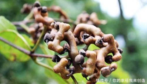 农村鸡爪果到处都是无人摘，城里10元1斤也不够卖，咋回事