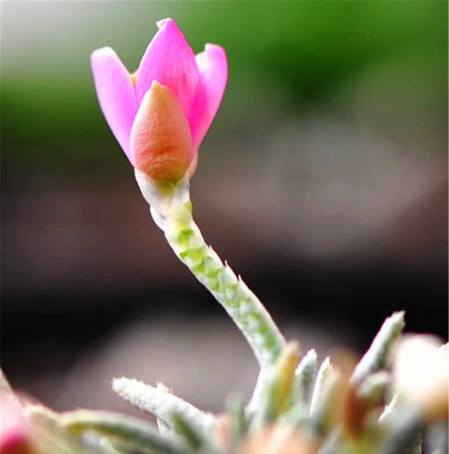 【白花韧锦】有8种多肉“开花不用剪”,只要肥水跟上来,一绽放比啥花都美