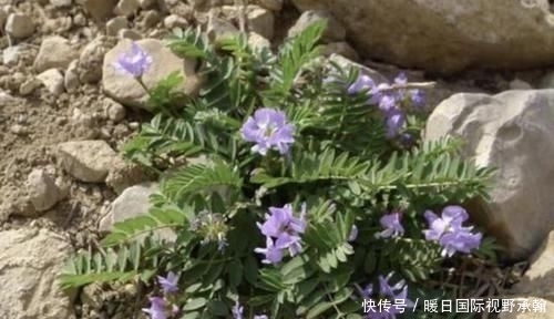 【不少】山坡下,有1种珍贵的“杂草”,人称“少华米口袋”,请爱护它!
