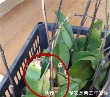 「白白」蝴蝶兰开完花就扔真是大土豪,白白捡了一箩筐,修剪一下又开花