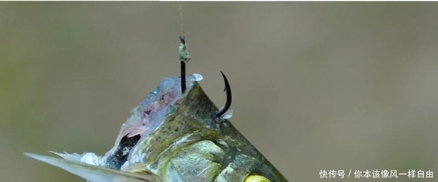 三峡钓到快两斤的餐条，是长江餐条王吗