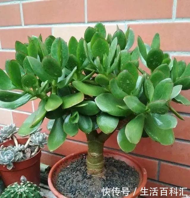 重点|养玉树有3个“重点”,叶厚实油亮,枝干茁壮,小苗变老桩