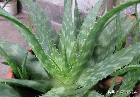  「平时」芦荟不会养？平时注意这“5个关键”，芦荟长得快、叶片翠绿