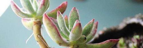  信号：多肉长胡子了？这是危险信号，赶紧挖出来看看！
