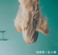  『紫菜』时尚宠儿阿富汗猎犬，下水竟变成一团紫菜，毛太重游都游不动