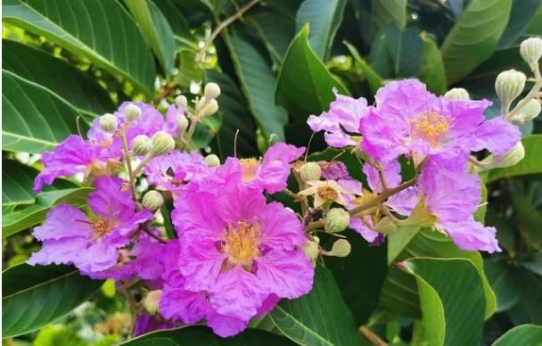  『降血糖』爱上养花，就养大花紫薇百日红，花色艳红香飘幽远，降血糖功效强