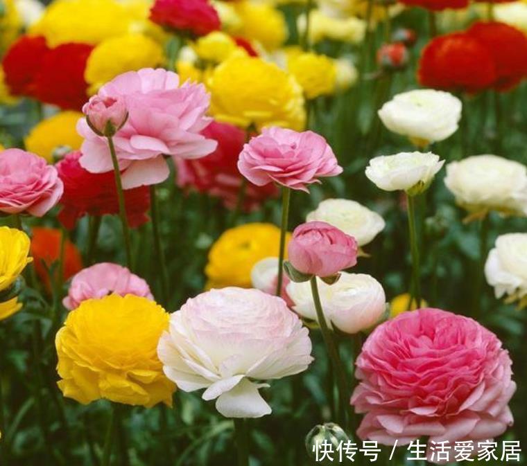  『芹叶牡丹』5月养花，首选4种花，花期长、颜值高，晒晒太阳开花一茬又一茬！