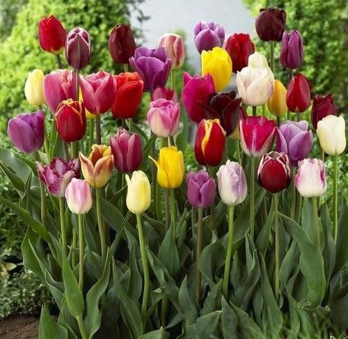 #小球#这些香香花,有长寿命,只要种一次,开花几十年,爆满小球球
