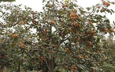  种植■贵州省种柿子树怎么样？